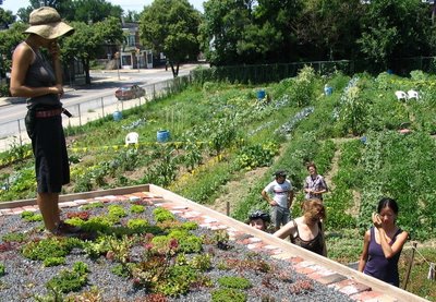 Group Urban Farming